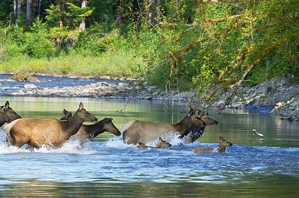TOM-1775 Roosevelt Elk  /  Olympic Elk - crossing the Queets River