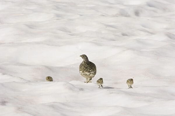 TOM-1782 White-tailed Ptarmigans - hen with chicks crossing late melting snow patch