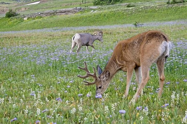 TOM-1804 Mule Deer - buck in wildflowers (mostly wild asters) - with Rocky Mountain Bighorn Sheep (Ovis canadensis) ram