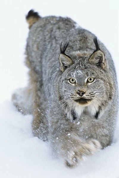 Tom 17 Canadian Lynx Walking Through Deep Powder Snow In