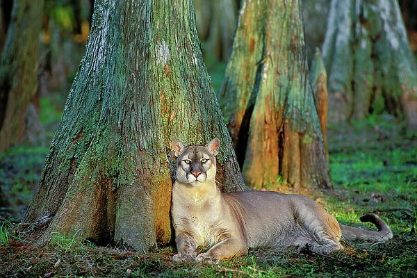 TOM-1841 Florida Cougar  /  Mountain Lion  /  Puma