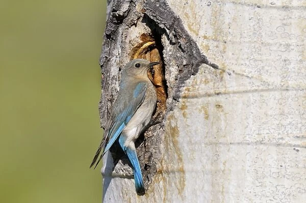 TOM-1847. Mountain Bluebird - female at nest cavity in aspen tree - Western U.S