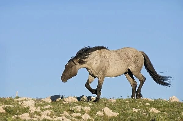 TOM-1899 Wild  /  Feral Horse - stallion snaking (herding behavior)