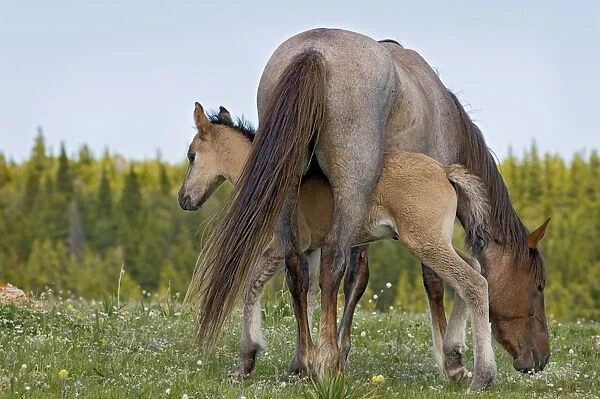 TOM-1906 Wild  /  Feral Horse - mare with colt