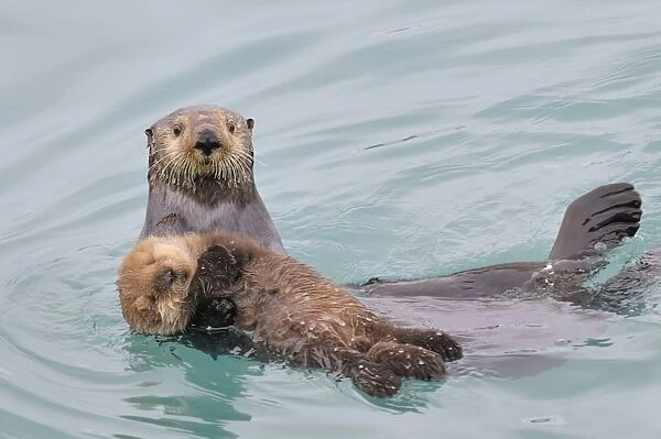 TOM-1921 Alaskan  /  Northern Sea Otter - mother carrying her very young pup - while pups at this age float quite well they haven't learned the coordination or have the strength to swim very far so mother hauls them around much of the time