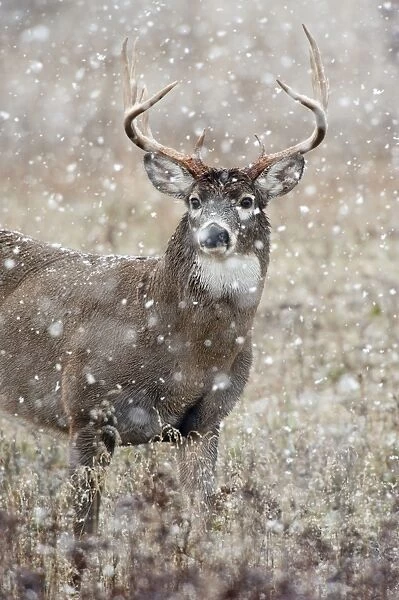 TOM-1962 White-tailed Deer - buck in snow - Rocky Mountains