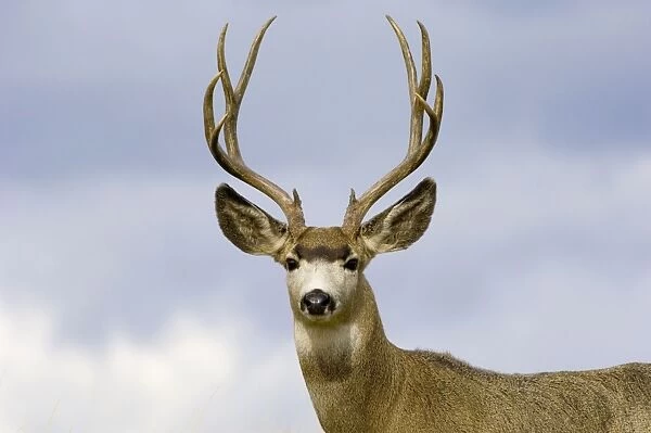 TOM-1968. Mule Deer - buck. Autumn - Rocky Mountains, Montana, Western USA