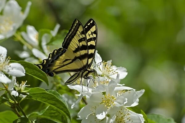 TOM-1982. Western Tiger Swallowtail - Pacific Northwest. _E7A0135
