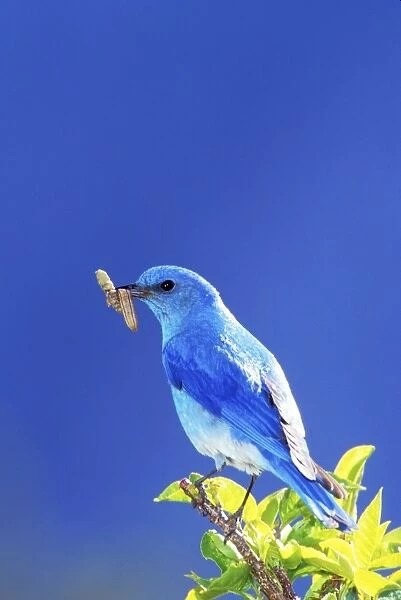 TOM-591. Mountain BLUEBIRD - male with caterpillar  /  larvae for young