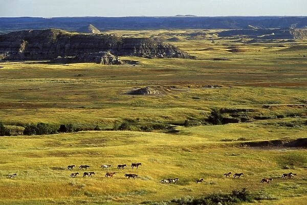 TOM-759. Wild horse herd in badlands of Theodore Roosevelt National Park, North Dakota