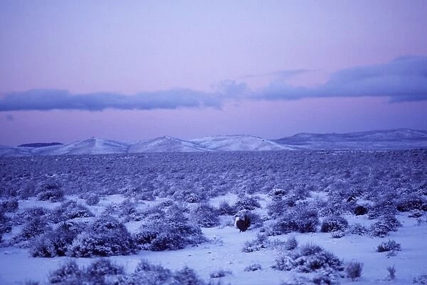 TOM-918. Male Sage Grouse - strutting on snow covered lek in eastern Oregon's
