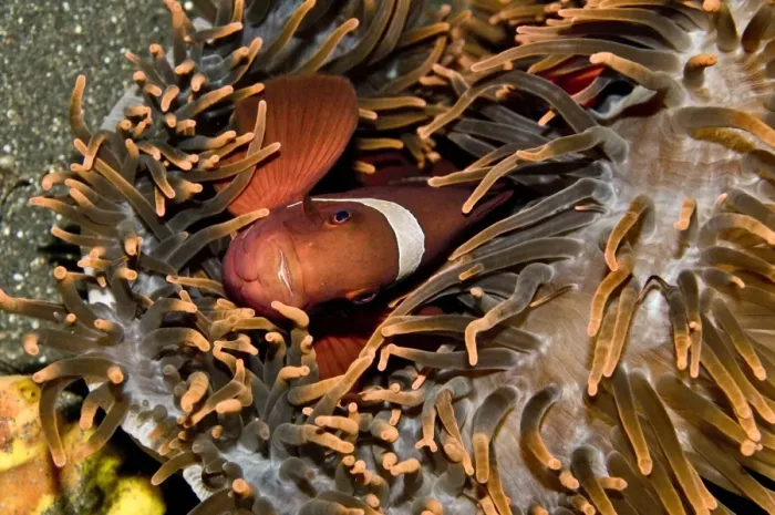Framed Print : Tomato Anemone Fish. This clown fish has a spine on its cheek. Sometimes it is called a spinecheek Indonesia Framed Print : Tomato Anemone Fish. This clown fish has a spine on its cheek. Sometimes it is called a spinecheek Indonesia