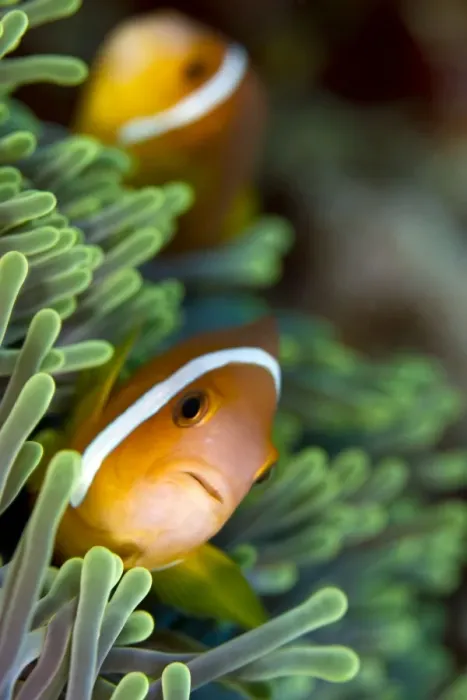 Framed Print : Tomato Anemonefish / Clownfish - Maldives Framed Print : Tomato Anemonefish / Clownfish - Maldives