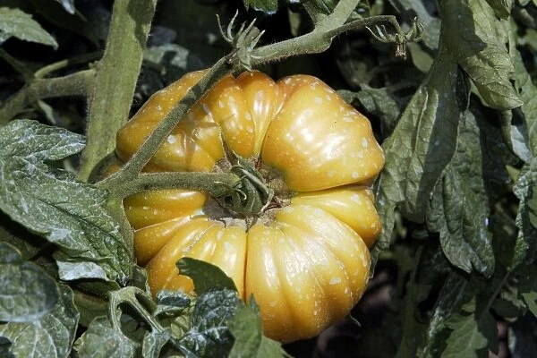 Tomato - close-up - has been treated with Bouillie Bordelaise which is a fungicide