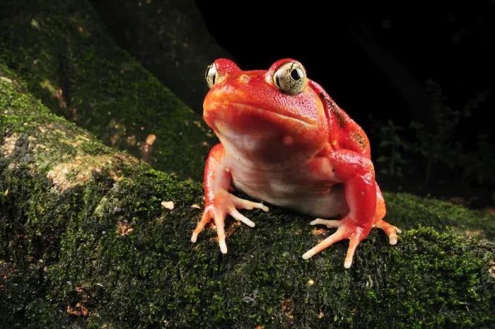 Framed Print : Tomato Frog - Maroantsetra - North East Madagascar Framed Print : Tomato Frog - Maroantsetra - North East Madagascar