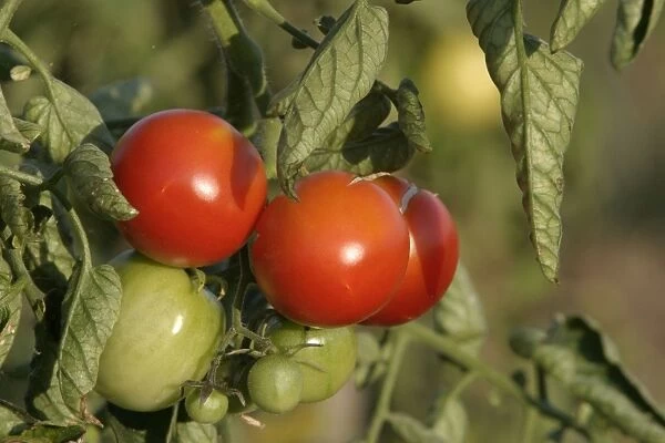 Tomato plant - showing growth  /  development of green (unripe) and red (ripe) fruits