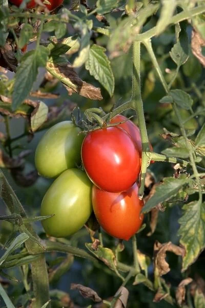 Tomato plant - showing growth  /  development of green (unripe) and red (ripe) fruits. Alsace. France
