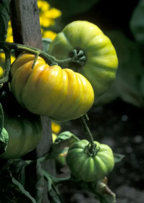 Framed Print : Tomato Vintage Wine - The yellow flower is Targetes - planted to attract predators - September Cambridgeshire garden. UK Framed Print : Tomato Vintage Wine - The yellow flower is Targetes - planted to attract predators - September Cambridgeshire garden. UK