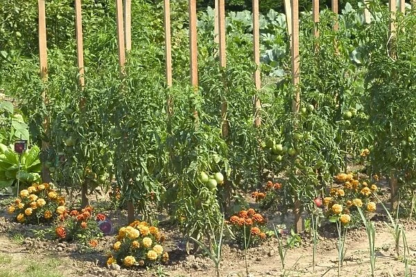 Tomatoes growing in Allotment  /  Vegetable Garden  /  Kitchen Garden with flowers