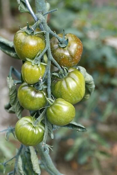 Tomatoes - growing in garden. Somme - france Variety Noire de Crimee