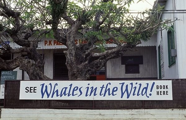 Tonga, South Pacific - Whale watching advertisement in Neiafu, in the Vava'u group of islands