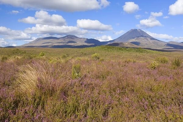 Tongariro National Park - volcanoes Mount Tongariro on the left and perfectly cone-shaped Mount Ngauruhoe with blooming heather in autumn