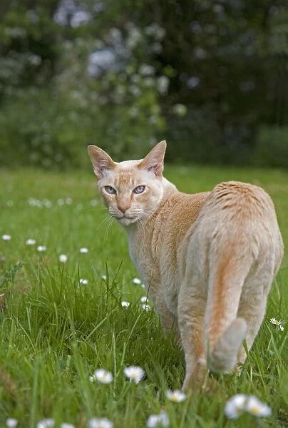 Tonkanese Cat - in garden