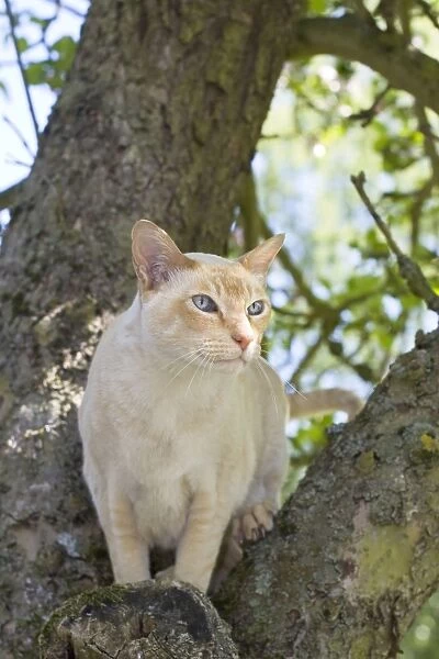 Tonkonese Cat Sitting on tree branch Norfolk UK