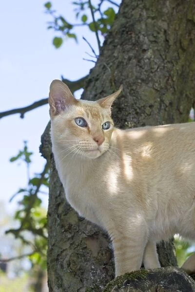 Tonkonese Cat Standing on tree branch Norfolk UK