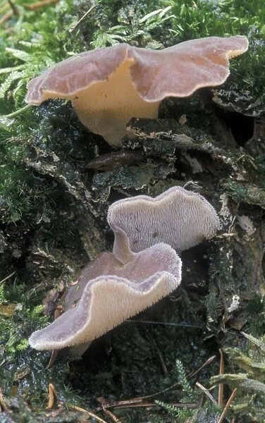 Toothed Jelly Fungus - The Netherlands - Overijssel