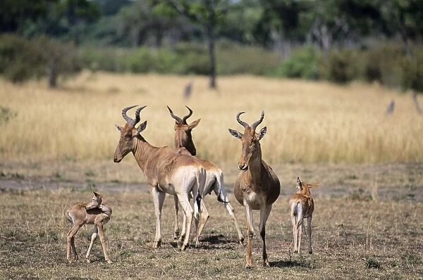 Topi - adults with young, Masai Mara National Reserve, Kenya JFL03067