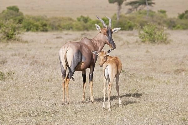 Topi - With calf - Maasai Mara North Reserve Kenya