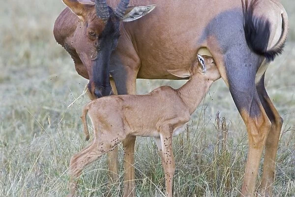 Topi - mother and newborn calf feeding (less than 3 days old) - Masai Mara Reserve - Kenya