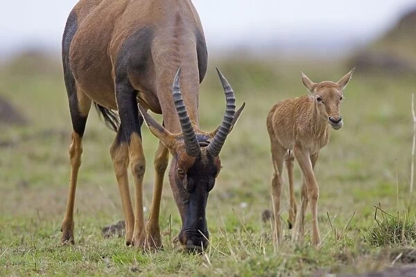 Topi - mother and newborn calf (less than 3 days old) - Masai Mara Reserve - Kenya