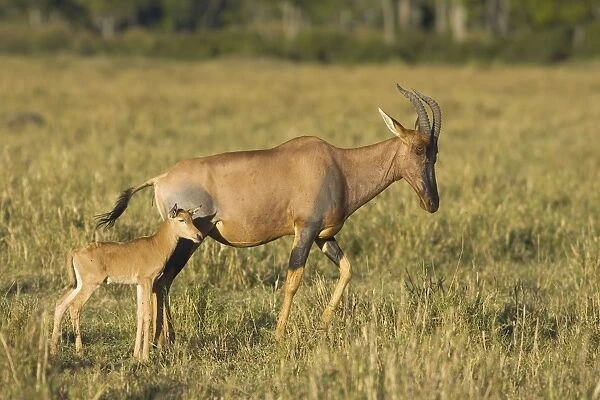 Topi - mother and newborn calf (less than 3 days old) - Masai Mara Reserve - Kenya