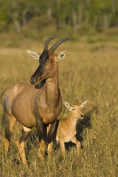 Topi - mother and newborn foal (less than 3 days old) - Masai Mara Reserve - Kenya
