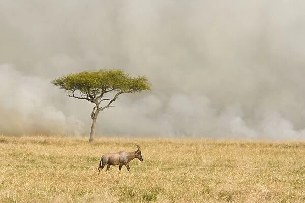 Topi - near grass fire - Masai Mara Triangle - Kenya