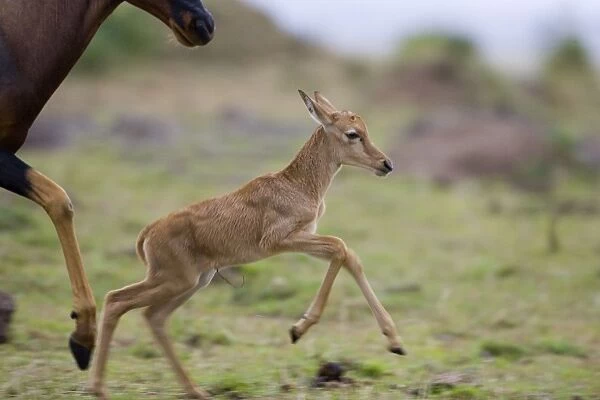 Topi - newborn calf (less than 2 days old) - Masai Mara Reserve - Kenya