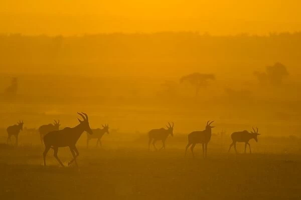 Topi - silhouettes - Masai Mara Triangle - Kenya