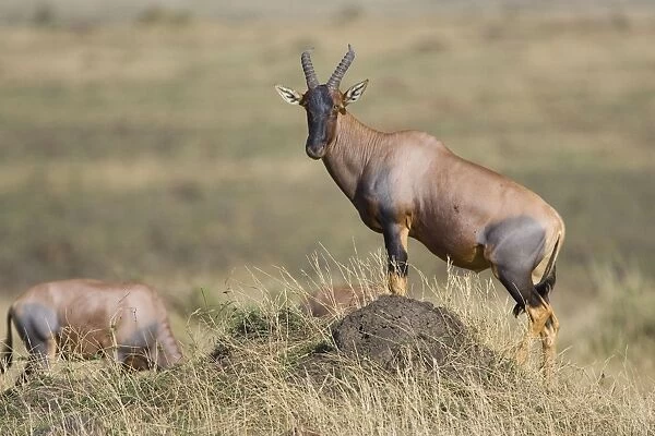 Topi - standing on termite mound to watch for predators - Masai Mara - Kenya