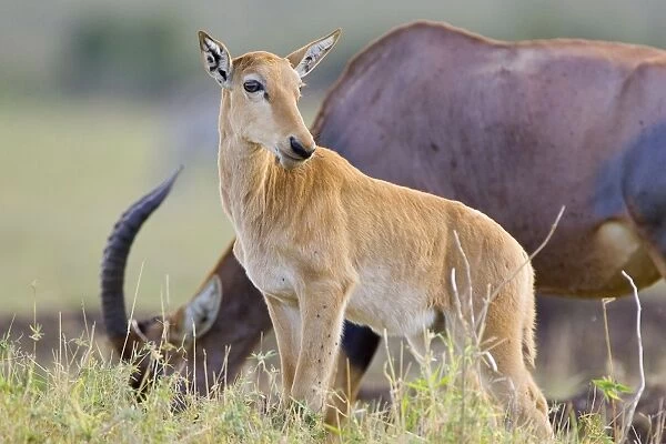 Topi - young calf - Masai Mara Reserve - Kenya