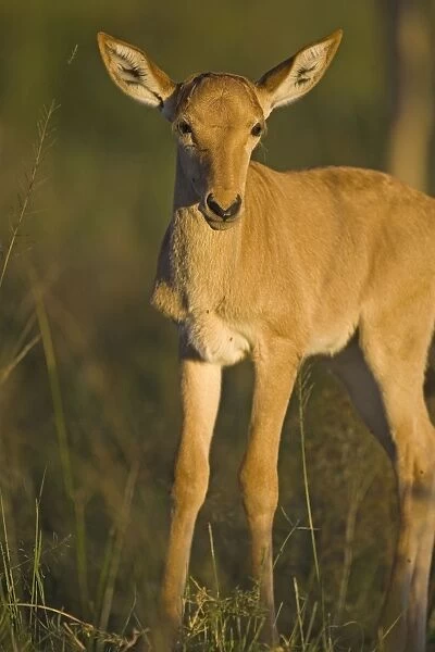 Topi - young calf - Masai Mara Reserve - Kenya
