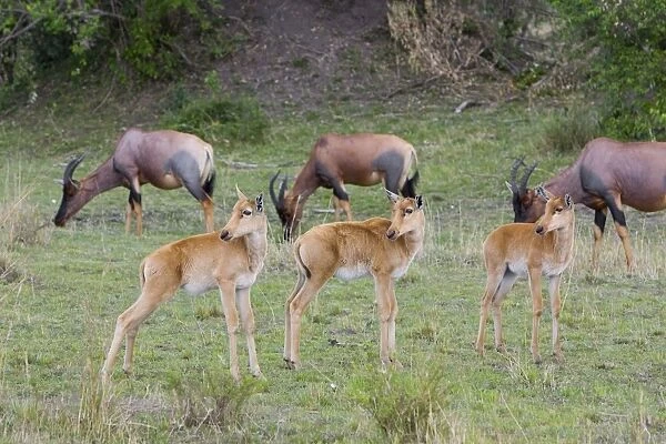 Topi - young calves with horns just beginning to grow - Masai Mara Reserve - Kenya