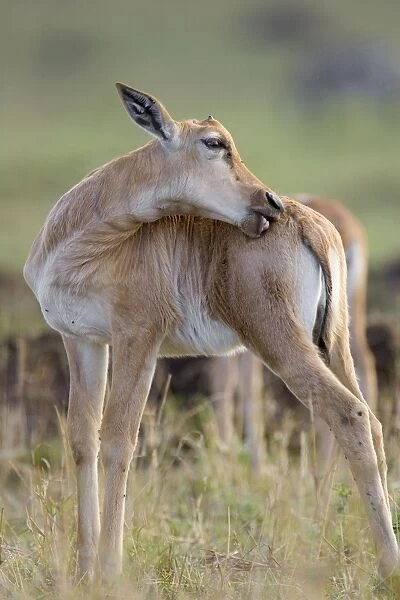 Topi - young topi calf with horns just beginning to grow - Masai Mara Reserve - Kenya