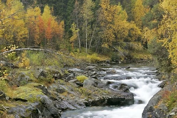 Torrent in autumn running over rocks through forest Hedmark, Norway