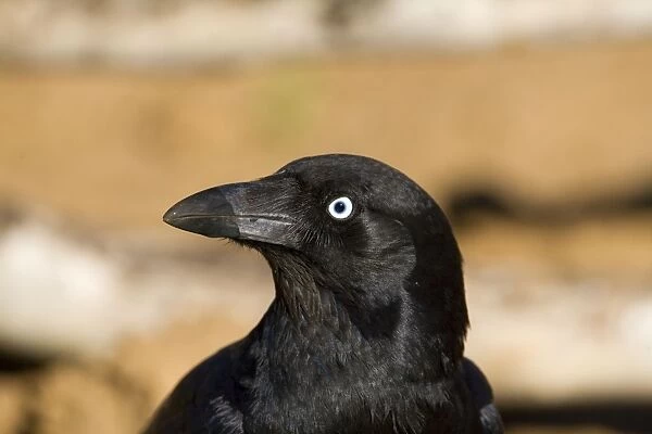 Torresian Crow - beak wet from drinking Near Mt Barnett, Gibb River Road, Kimberley, Western Australia. A common species primarily across the top half of Australia in most habitats from cities to the outback