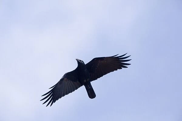 Torresian Crow - in flight At the camping ground at Weipa, Cape York, Australia