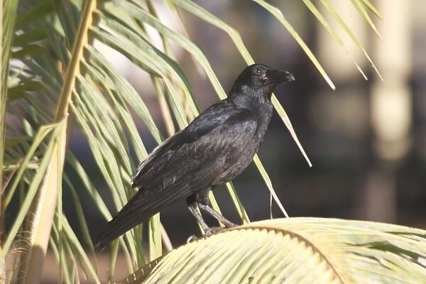 Torresian Crow Generally found in the northern half of Australia. Found in most habitats from urban areas, beaches, farms, woodlands and in the more arid interior where there are trees and tree-lined watercourses Photographed at Dunmarra