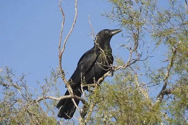 Torresian Crow - Largely a crow of the northern half of Australia. Inhabits open forests, woodlands, beaches, farms and tree-lined watercourses in arid regions. Kupungarri, Kimberleys, Western Australia