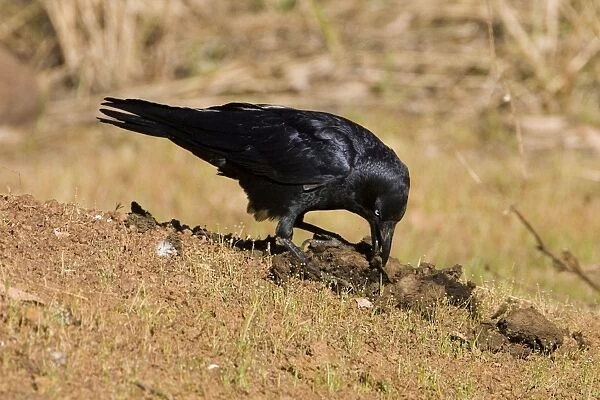 Torresian Crow - Pulling apart cow dung to get at beetles and insects. Near a pool by the Gibb River Road, Kimberley, Western Australia
